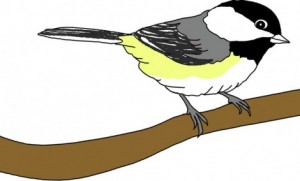 chickadee-on-branch
