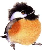 cute-chickadee